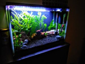 Photo for News story: Keeping a Healthy Aquarium